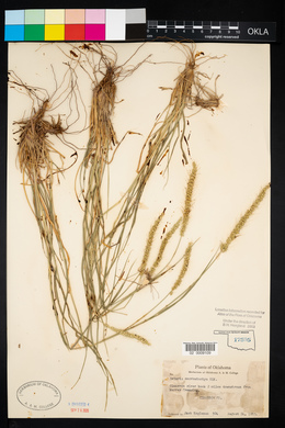 Setaria macrostachya image