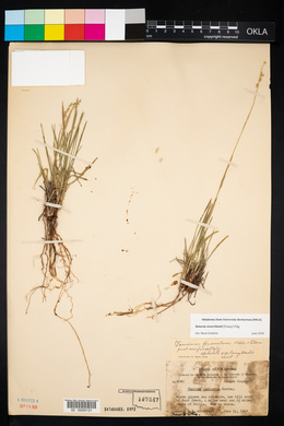 Setaria reverchonii subsp. firmula image