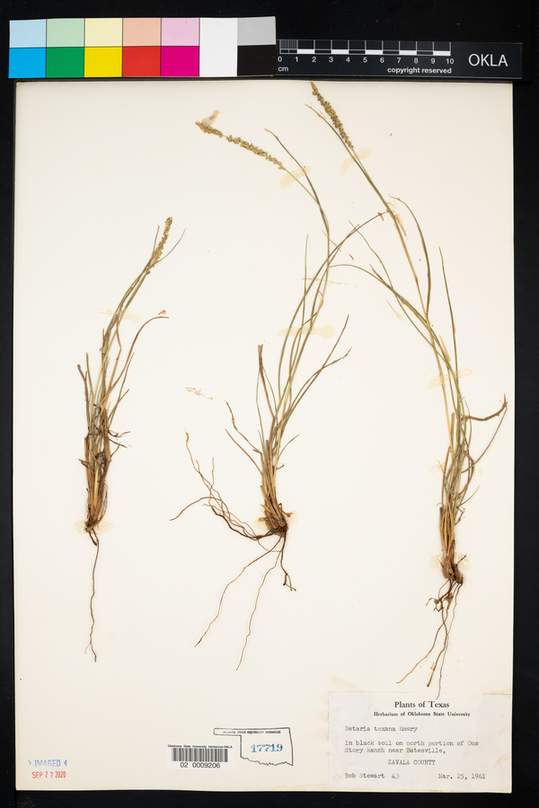 Setaria texana image