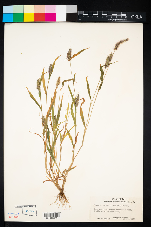 Setaria verticillata image