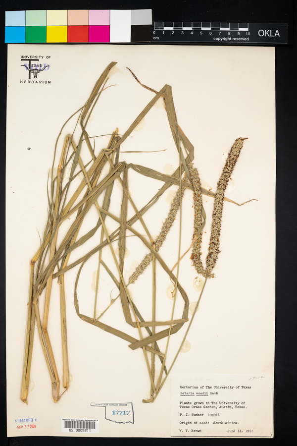 Setaria woodii image