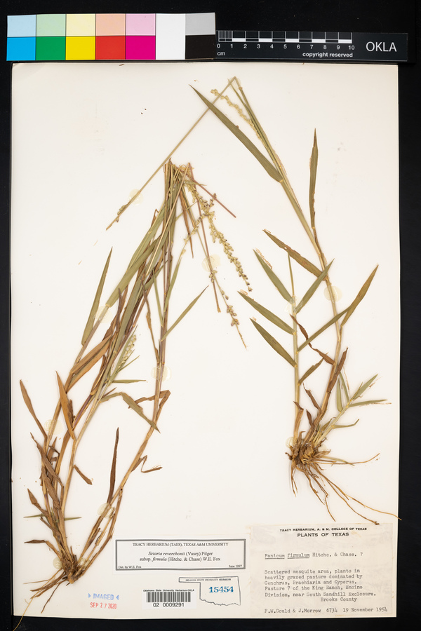 Setaria reverchonii subsp. firmula image
