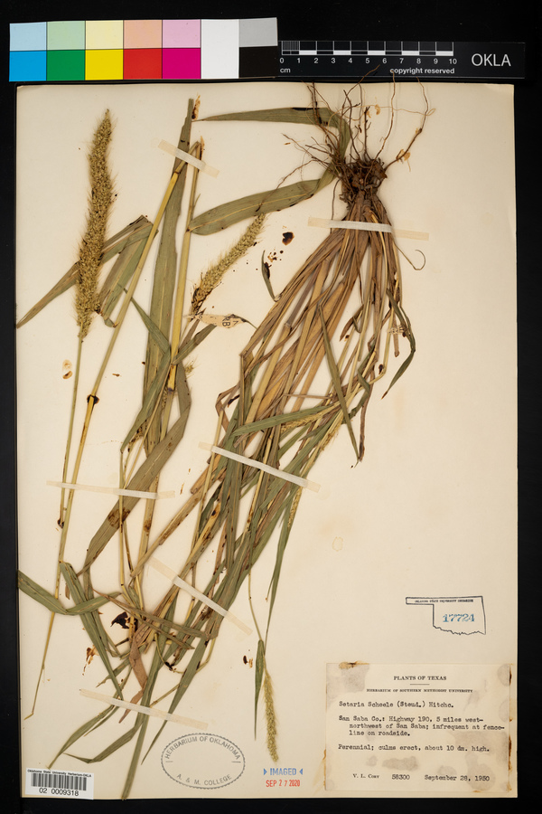 Setaria scheelei image