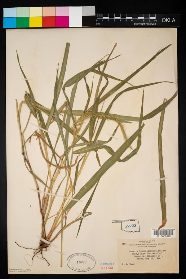 Setaria scheelei image