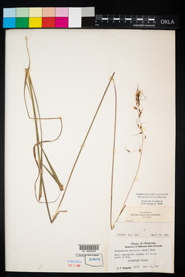 Sorghastrum elliottii image