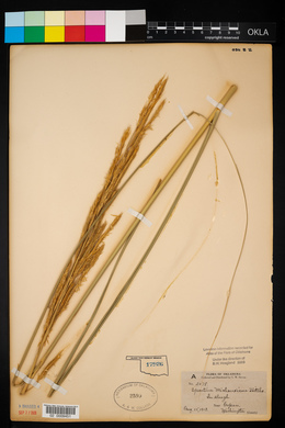 Spartina pectinata image