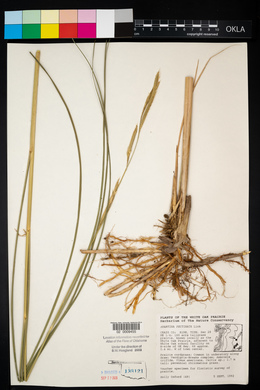 Spartina pectinata image