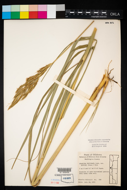 Spartina pectinata image