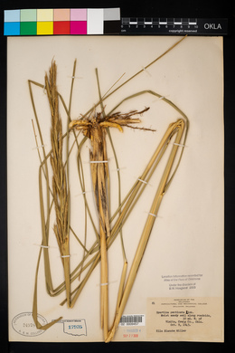 Spartina pectinata image