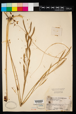 Spartina pectinata image