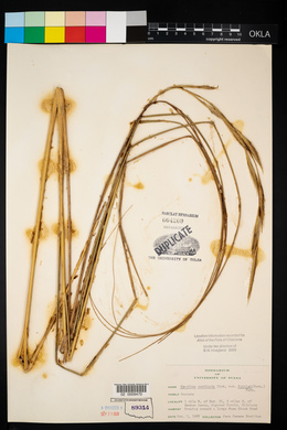 Spartina pectinata image