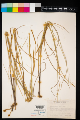 Spartina patens image