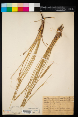 Spartina spartinae image