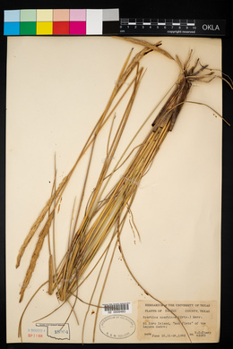 Spartina spartinae image