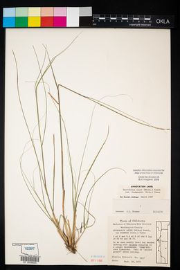 Sporobolus compositus var. drummondii image