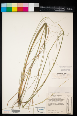 Sporobolus compositus var. drummondii image