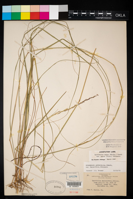 Sporobolus compositus var. macer image