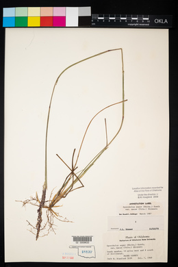 Sporobolus compositus var. macer image