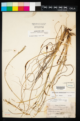 Sporobolus clandestinus image