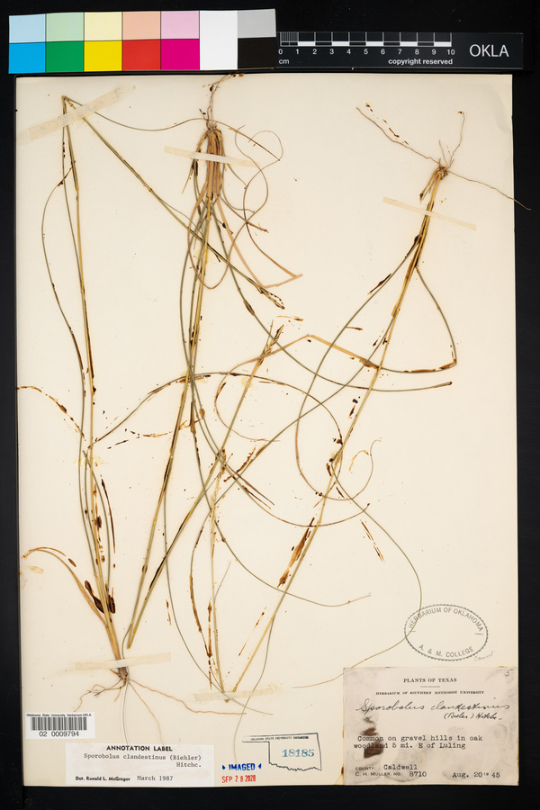 Sporobolus clandestinus image