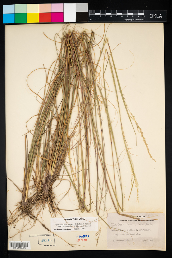 Sporobolus compositus image