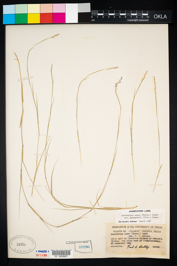 Sporobolus compositus var. drummondii image
