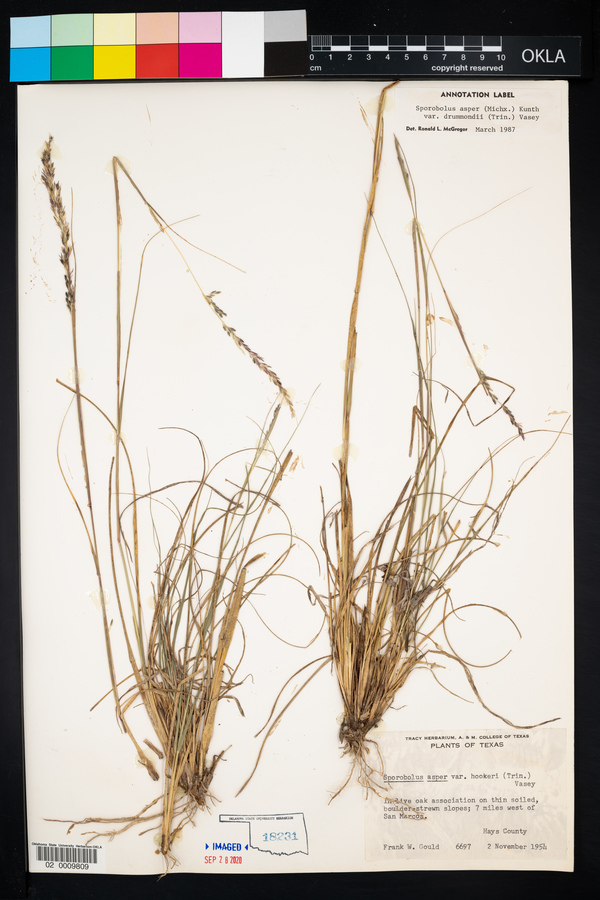 Sporobolus compositus var. drummondii image
