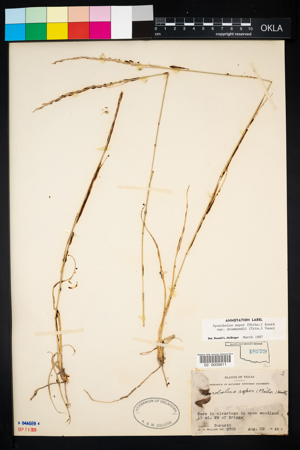 Sporobolus compositus var. drummondii image