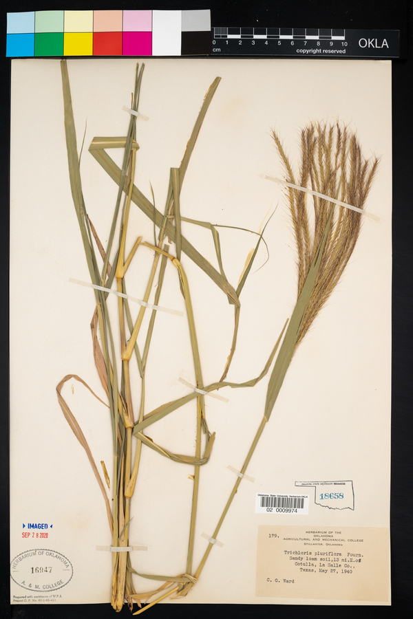 Trichloris pluriflora image