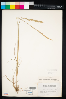 Tridens albescens image