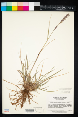 Tridens albescens image