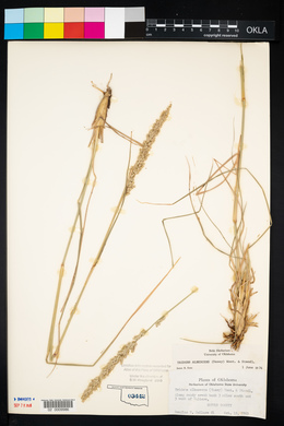 Tridens albescens image