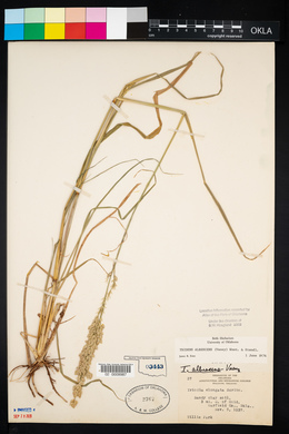 Tridens albescens image