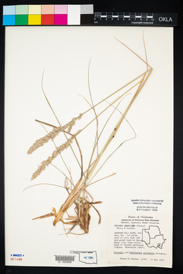 Tridens albescens image