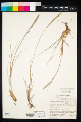 Tridens albescens image