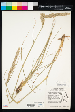 Tridens albescens image