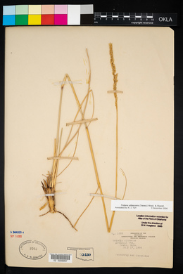 Tridens albescens image