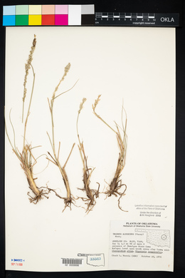 Tridens albescens image