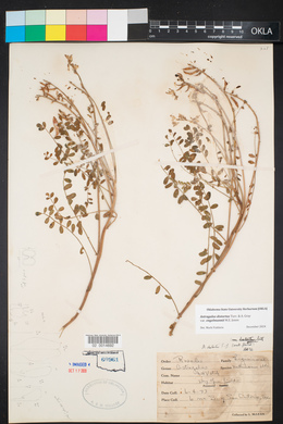 Astragalus distortus image