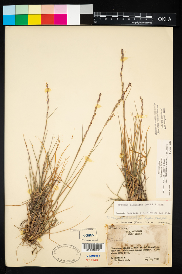 Tridens muticus var. elongatus image