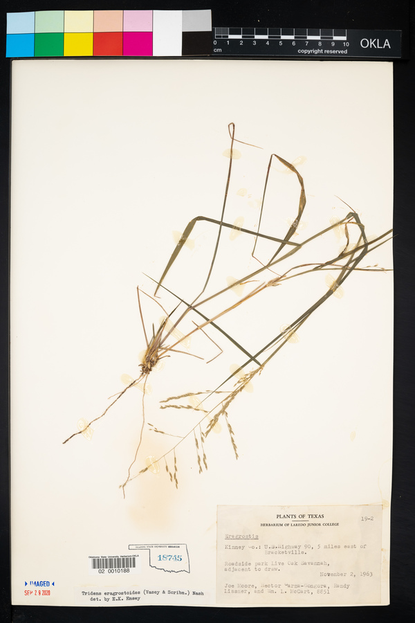 Tridens eragrostoides image