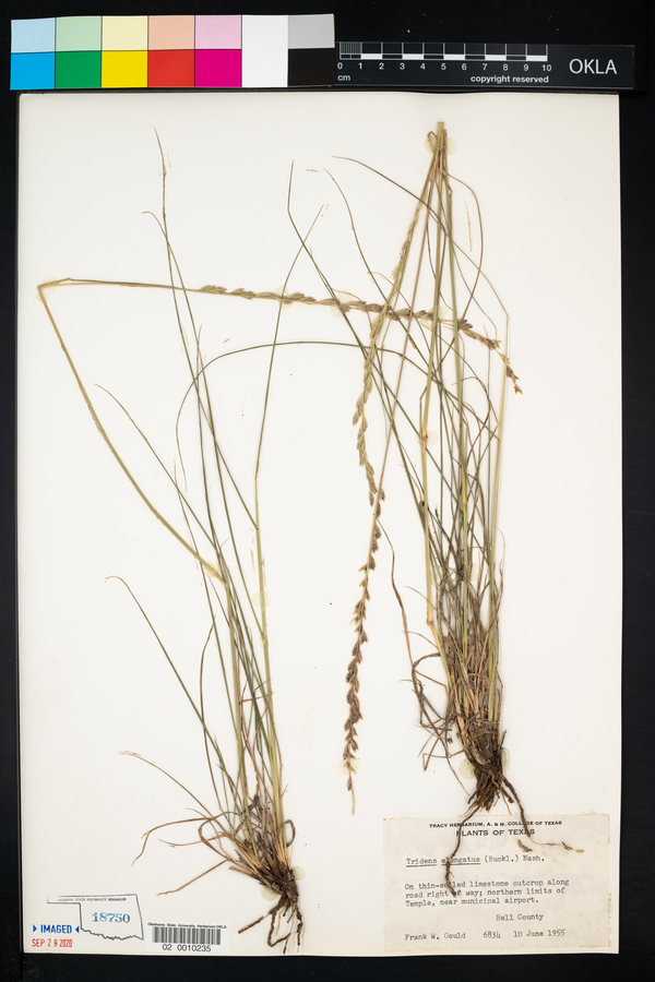 Tridens muticus var. elongatus image