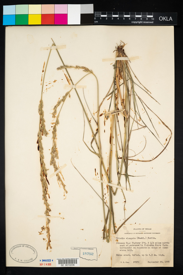 Tridens muticus var. elongatus image