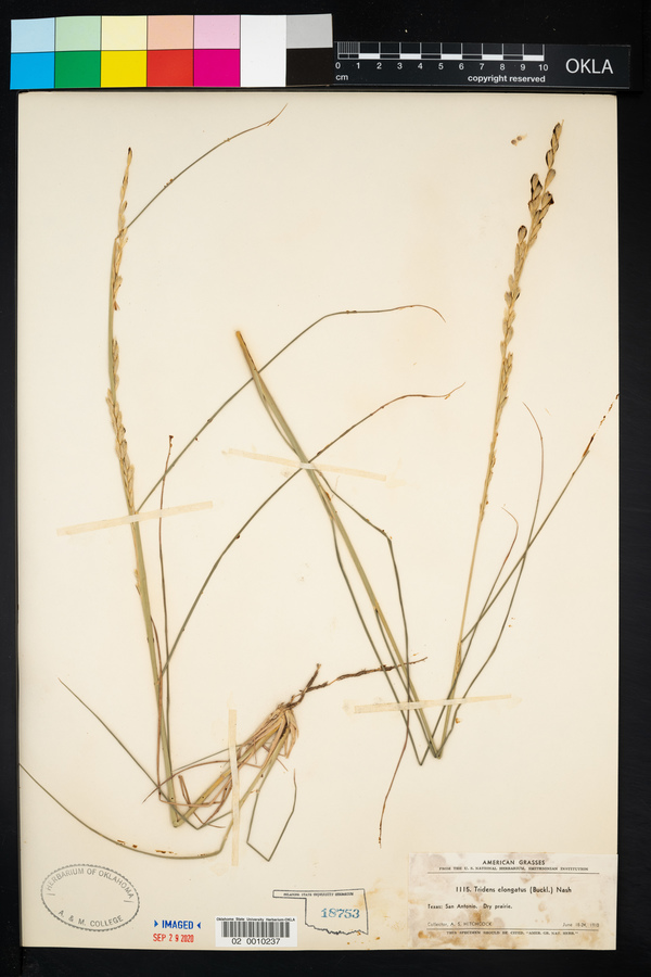 Tridens muticus var. elongatus image