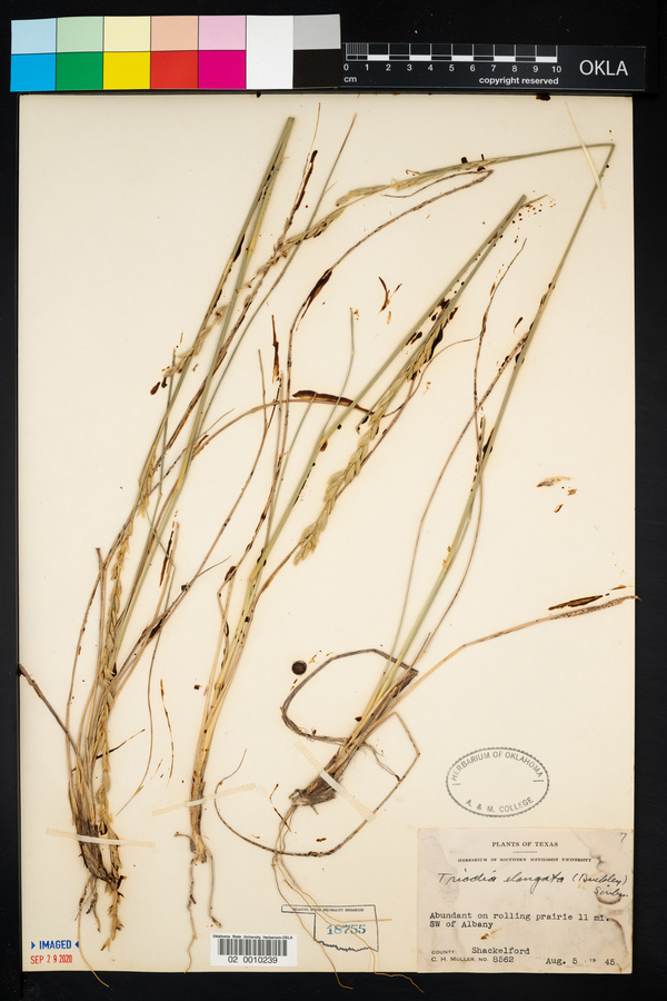 Tridens muticus var. elongatus image