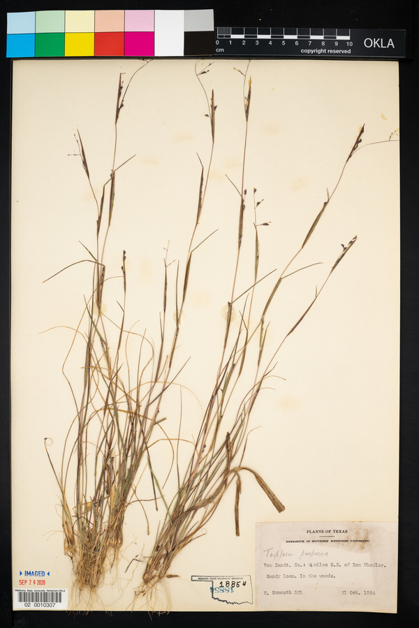 Triplasis purpurea image