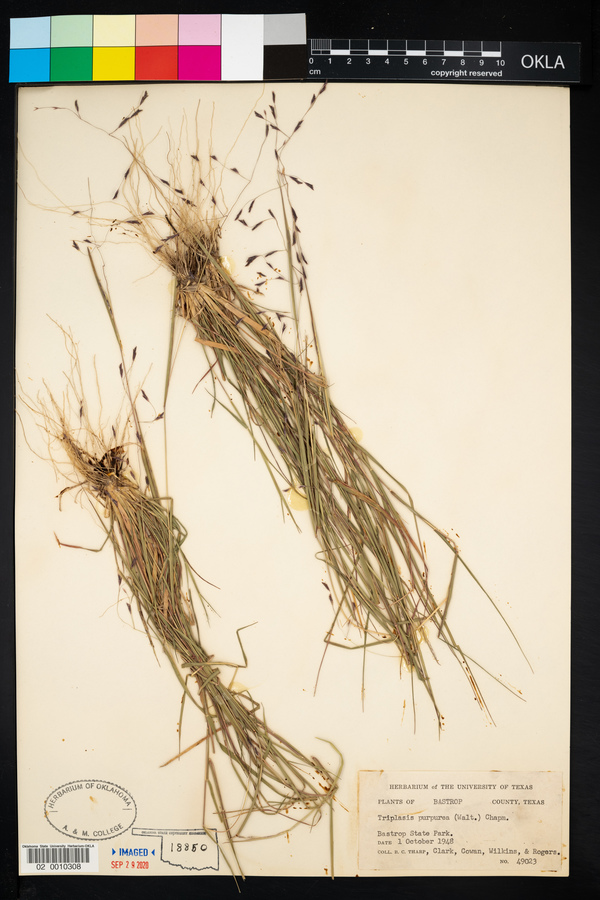 Triplasis purpurea image