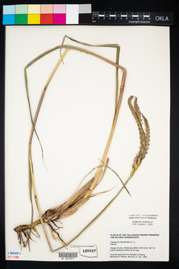 Tripsacum dactyloides image