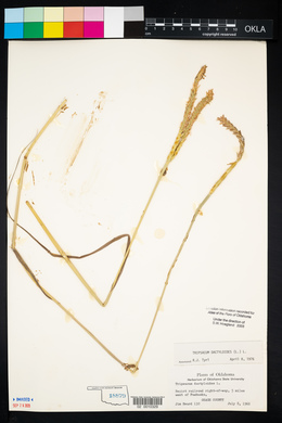 Tripsacum dactyloides image