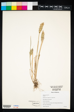 Triticum aestivum image